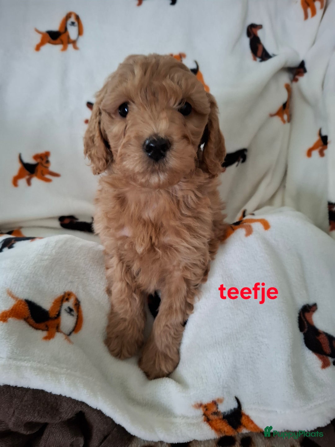 Labradoodle honden te koop: Labradoodle pups kleine  medium  - Advertentie 4