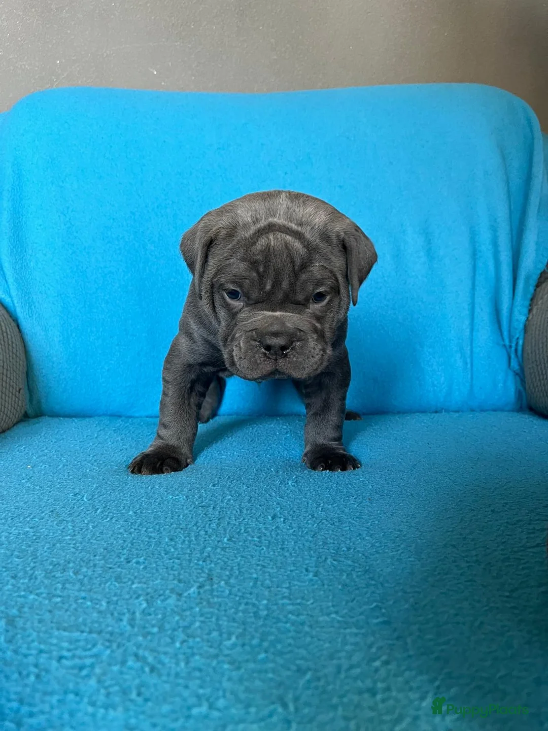 Old English Bulldog honden te koop: Super lieve Old English Bulldog pups - Advertentie 8