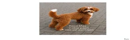 Kruising honden te koop: Mini Doodle pups – parels op zoek naar jouw hart!  - Advertentie 27