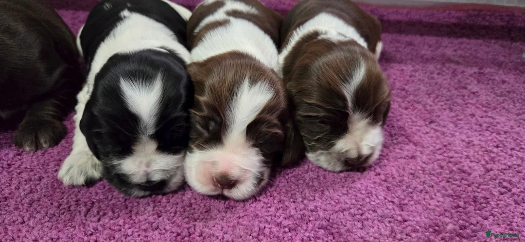 Engelse Cocker Spaniel honden te koop: Engelse Cockerspaniel pups met Stamboom. - Advertentie 13
