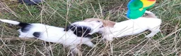 Jack Russel Terriër honden te koop: Jack russell pups met Stamboom!! - Advertentie 12