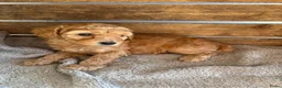 Kruising honden te koop: Australian Labradoodle multigen mini/medium - Advertentie 8