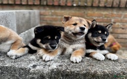 Shiba honden te koop: Shiba inu in Genk - Afbeelding 1