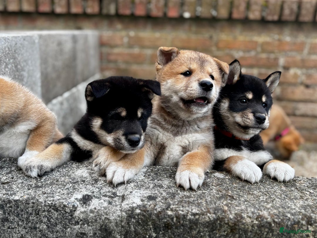 Shiba honden te koop: Shiba inu in Genk - Afbeelding 1