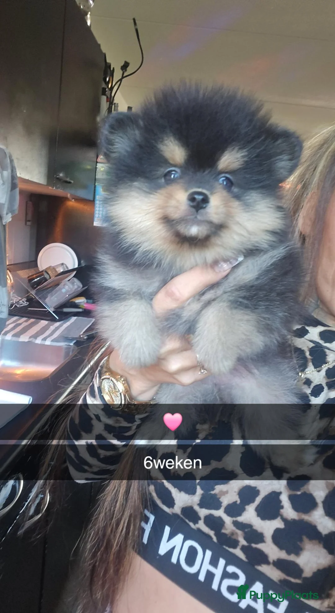 Pomeriaan honden te koop: Mooie pomeriaan pupjes - Advertentie 2