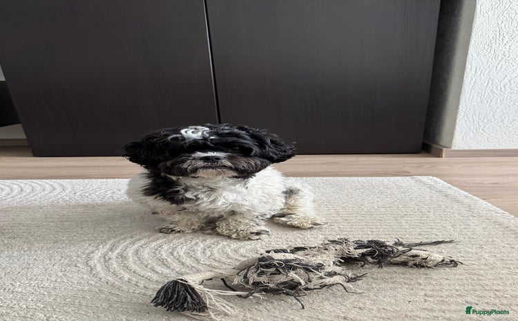 Maltipoo honden - Advertentie 3