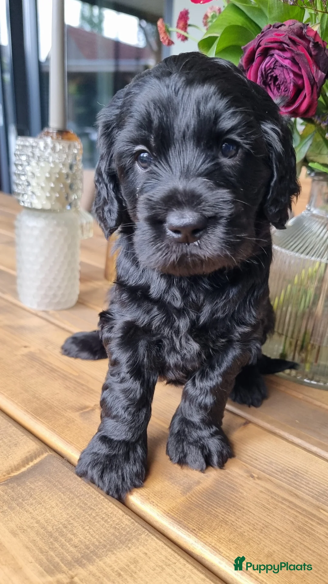 Australian Labradoodle honden te koop: Australian labradoodle pup! - Advertentie 1