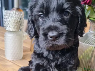 Australian Labradoodle honden Australian labradoodle pup! - Advertentie 3