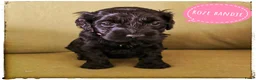 Labradoodle honden te koop: Mini labradoodle pups - Advertentie 10