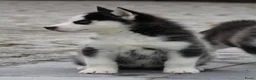 Siberische Husky honden te koop: Husky pup - Advertentie 6