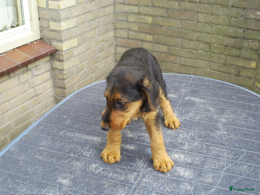 Airedale Terriër honden te koop: Airedale Terriër Puppy's - Advertentie 5