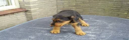 Airedale Terriër honden te koop: Airedale Terriër Puppy's - Advertentie 5