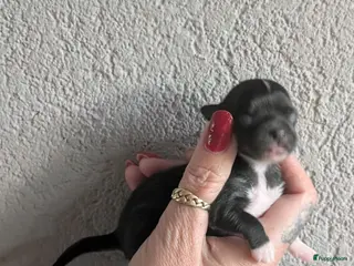 Chihuahua honden raszuivere chihuahua puppy's - Advertentie 3