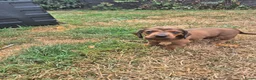 Teckel (korthaar)  honden te koop: Dwerg teckel pups - Advertentie 21