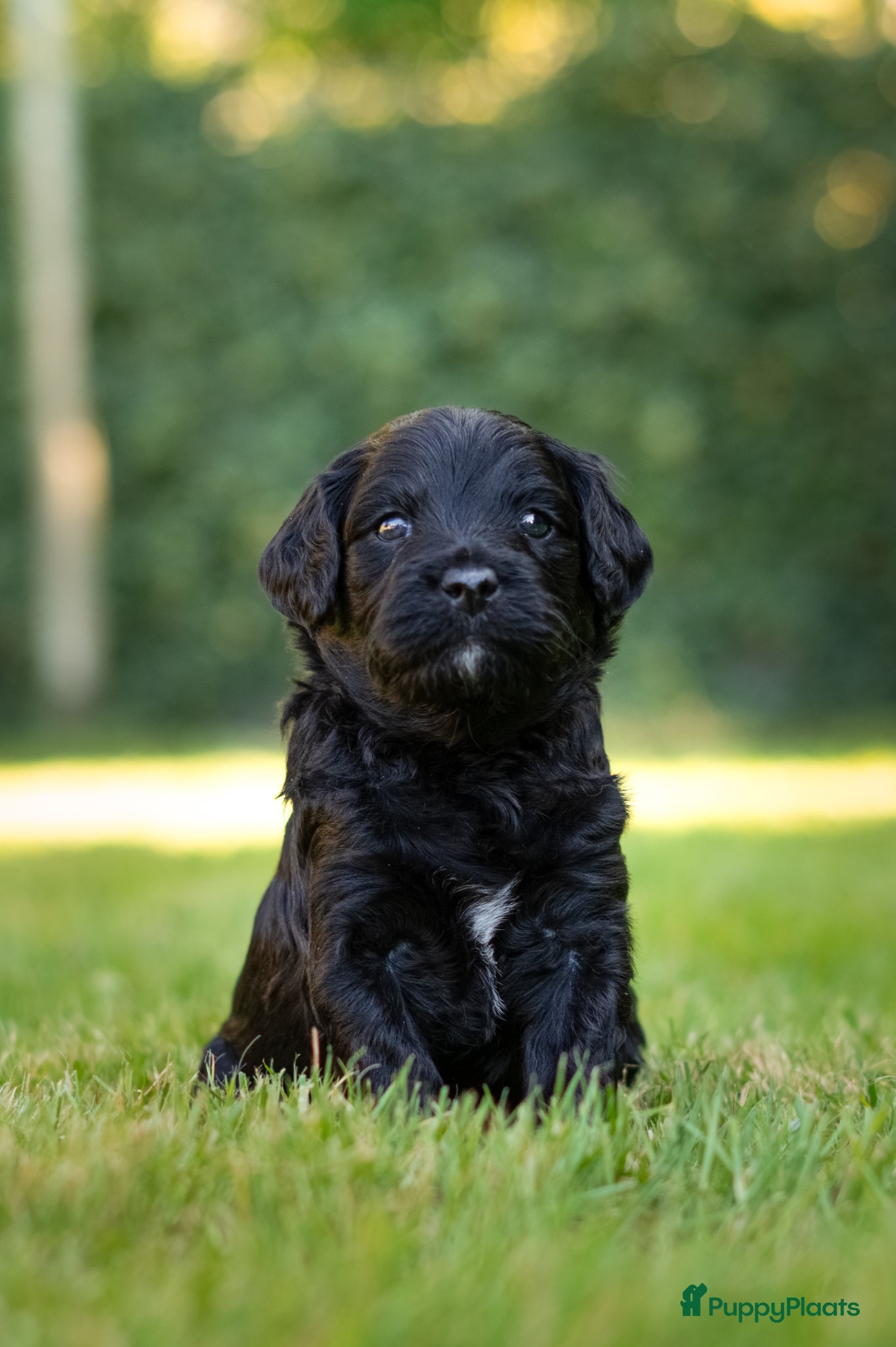 Labradoodle honden te koop: Prachtige Labradoodle pups mogen verhuizen  - Advertentie 14