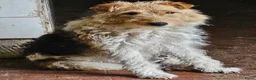 Fox Terriër Draadhaar honden te koop: Fox terier pupies - Advertentie 8