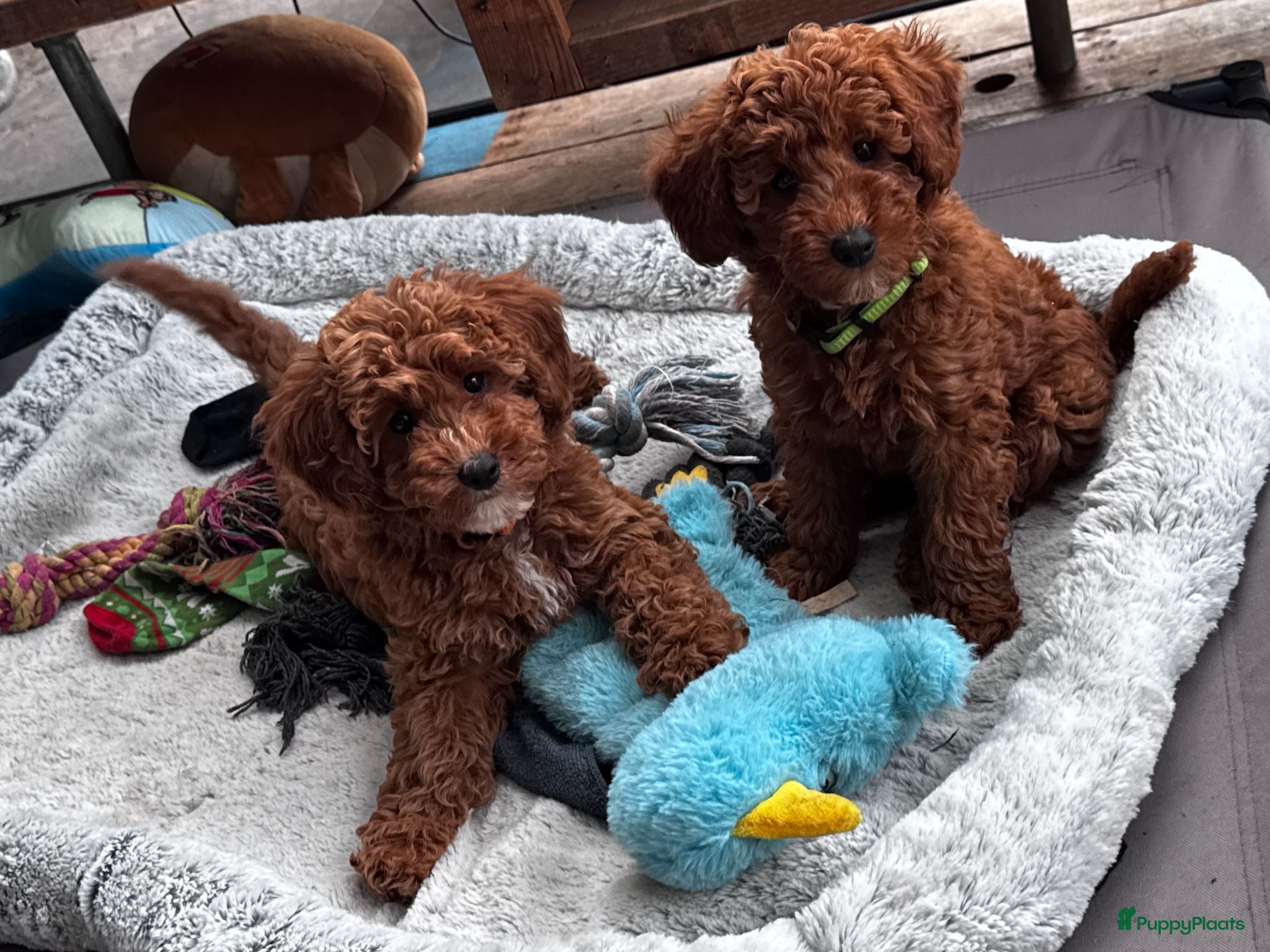 Maltipoo honden Maltipoo puppy te koop - Advertentie 2