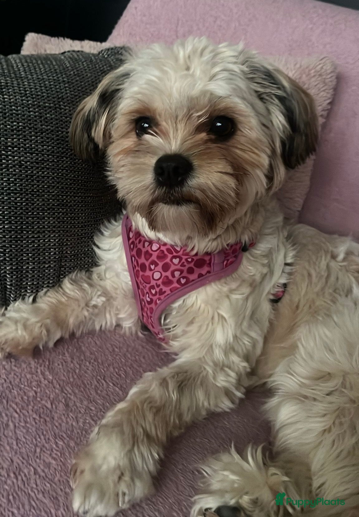 Hailey