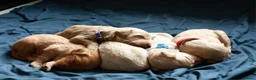 Kruising honden te koop: Australian Goldendoodles, medium - Advertentie 12