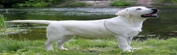 Labrador Retriever honden te koop: Authentieke Gele Labrador Pups Met Stamboom  - Advertentie 14