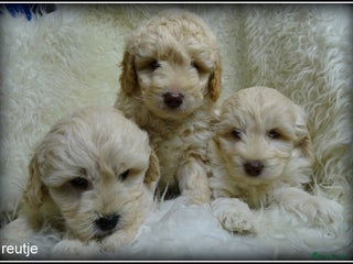 Labradoodle honden Labradoodle F4 pups +/- 45 cm - Advertentie 5
