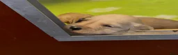Australian Labradoodle honden te koop: Australian Labradoodle ( medium) - Advertentie 22