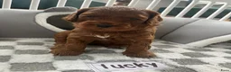 Australian Labradoodle honden te koop: Australian Labradoodle puppies - Advertentie 8