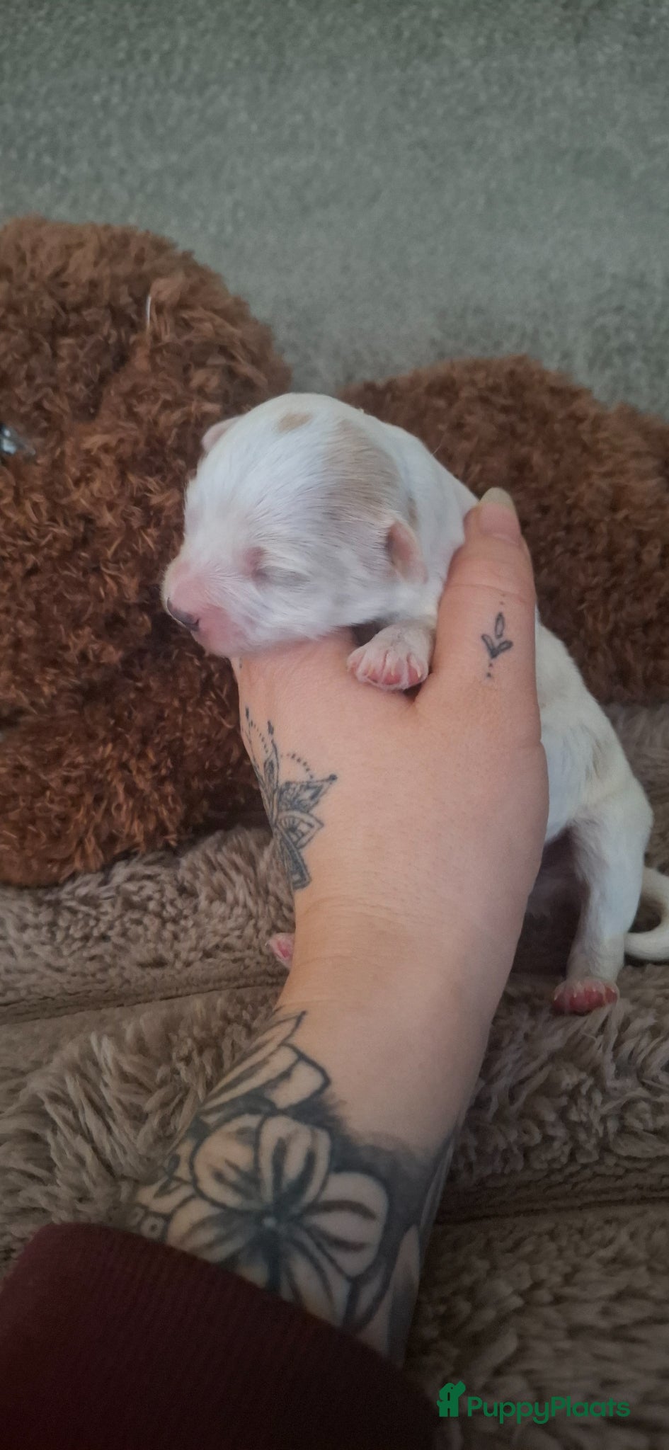 Maltipoo honden ❤️ UNIEKE maltipoo pup - 1 REUTJE BESCHIKBAAR ❤️ - Advertentie 1