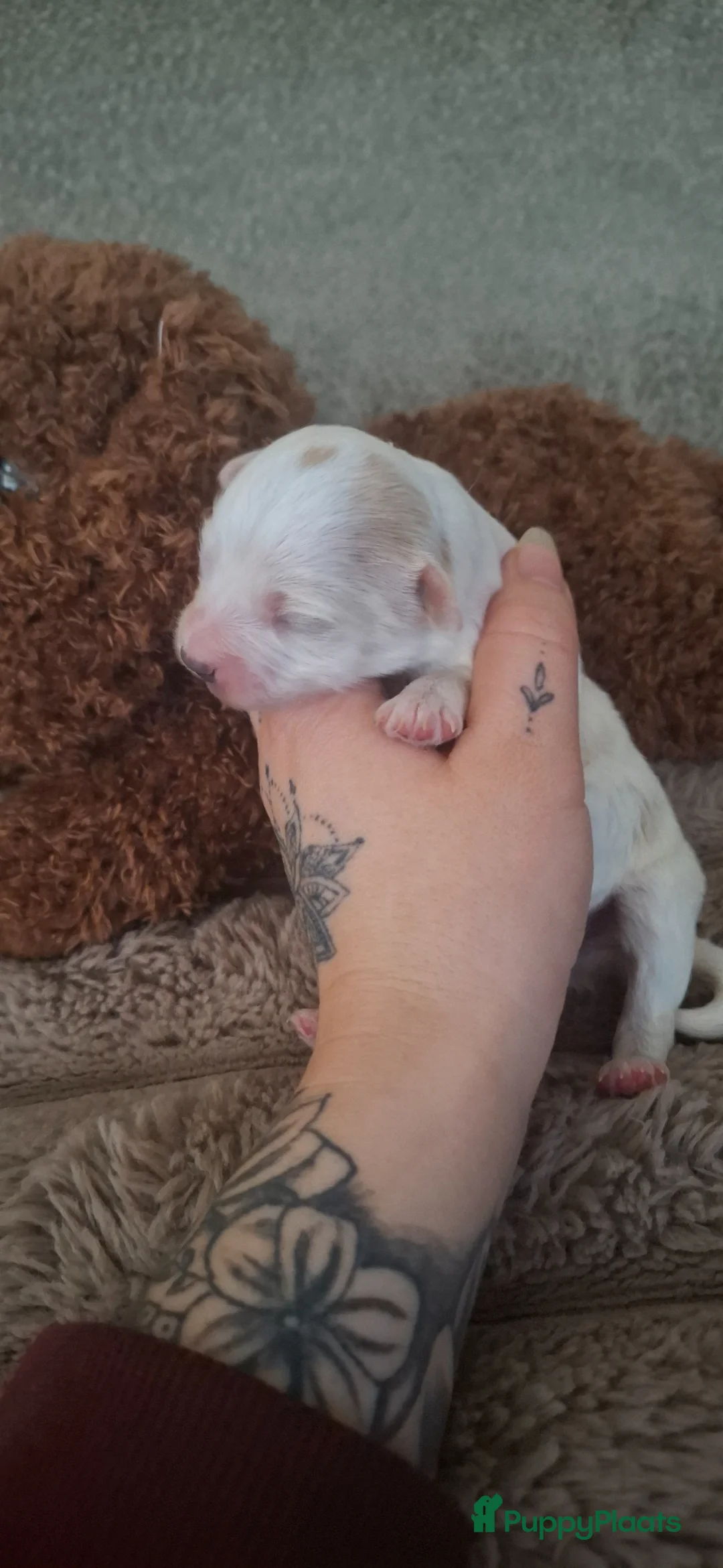 Maltipoo honden te koop: ❤️ UNIEKE maltipoo pup - 1 REUTJE BESCHIKBAAR ❤️ - Advertentie 1