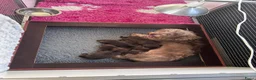 Ruwhaar Teckel honden te koop: Prachtige choco tan ruwharige pups - Advertentie 4