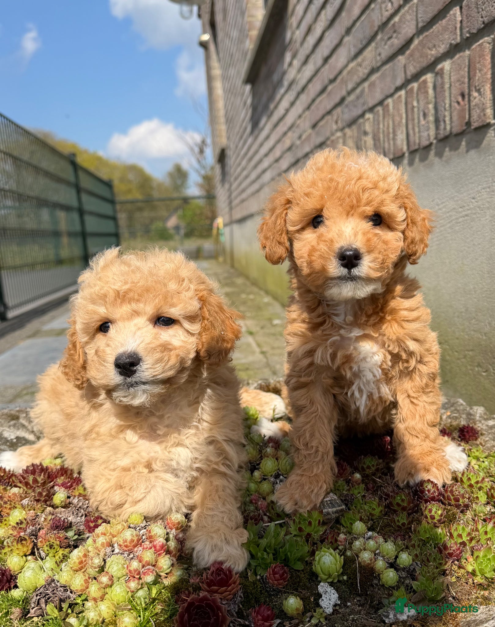 Maltipoo honden Maltipoo F1b pups - Advertentie 1