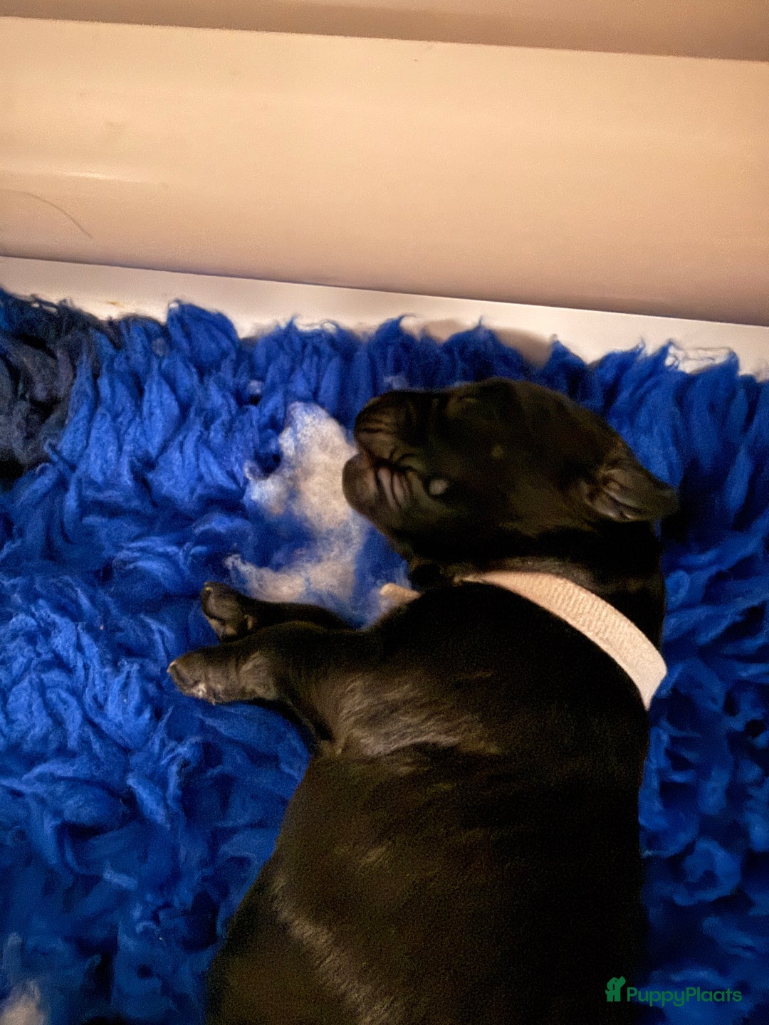 Kruising honden te koop: Goldendoodle/labradoodle  - Advertentie 28