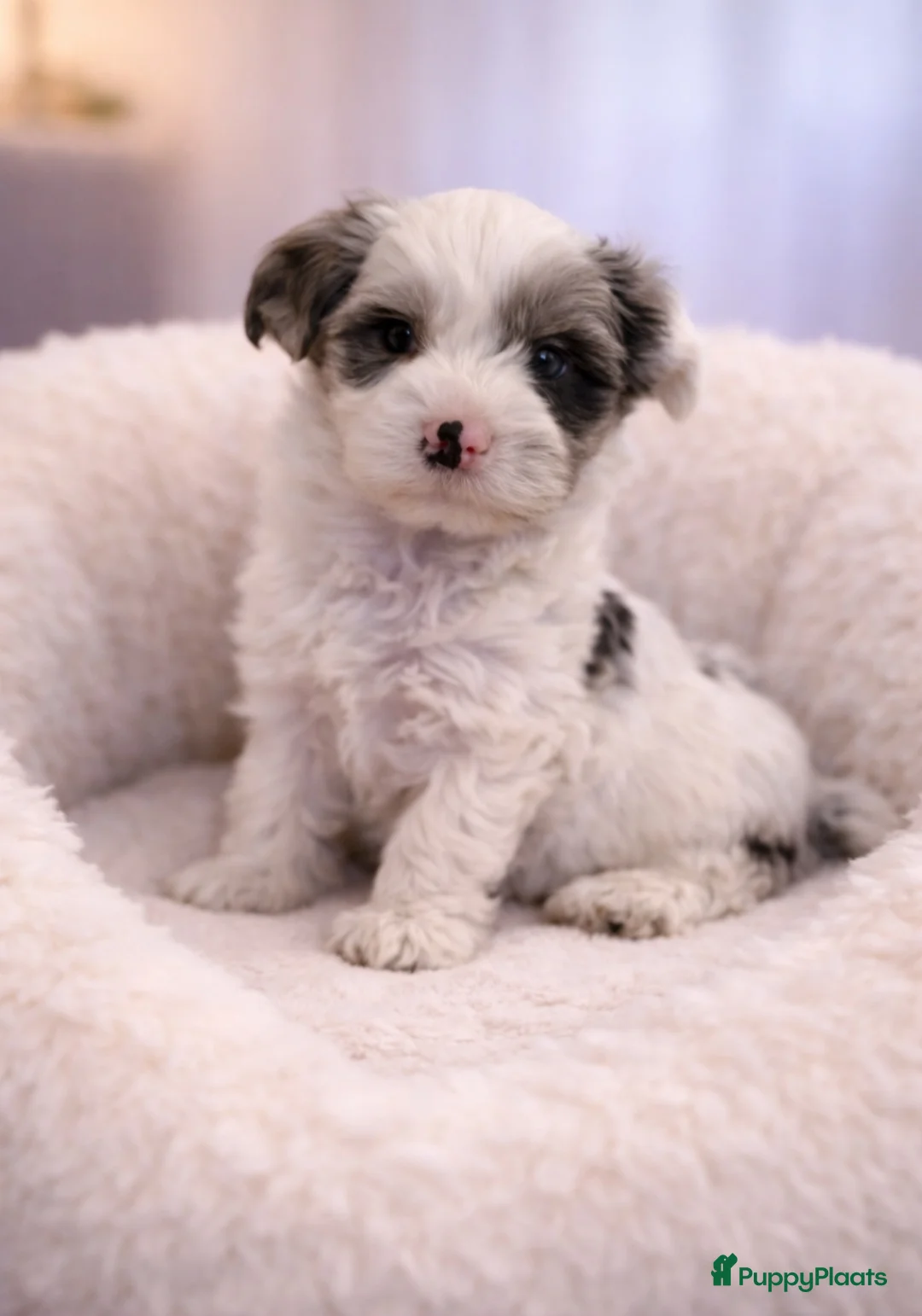 Shih Tzu honden te koop: Super mooi gezonde boomer pups. - Advertentie 3