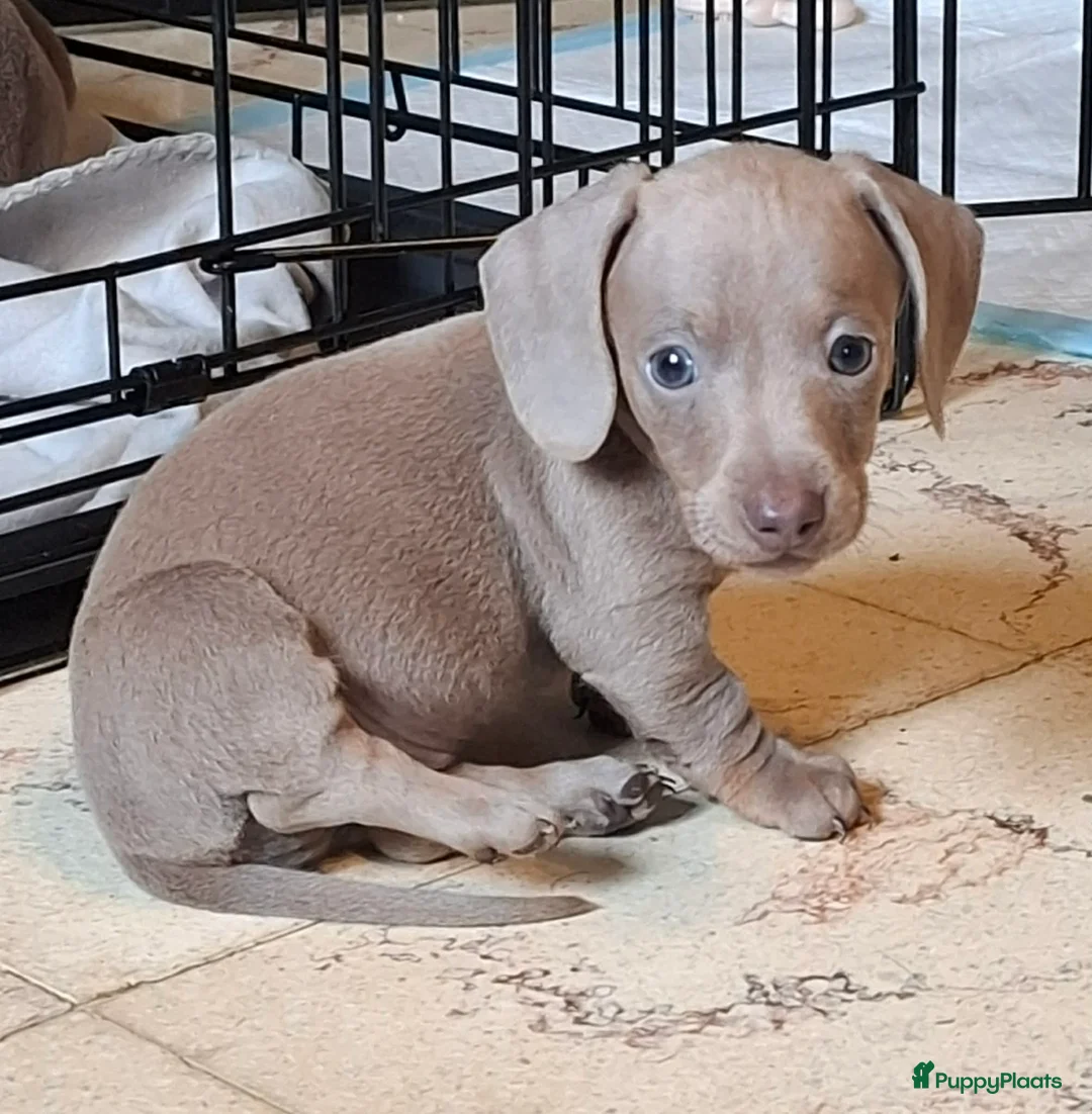 Teckel (korthaar)  honden te koop: Mooie sociale dwergteckel pups - Advertentie 1