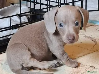 Teckel (korthaar) honden Mooie sociale dwergteckel pups - Advertentie 2