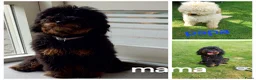 Labradoodle honden te koop: Labradoodle pups reutje en teefjes beschikbaar  - Advertentie 9
