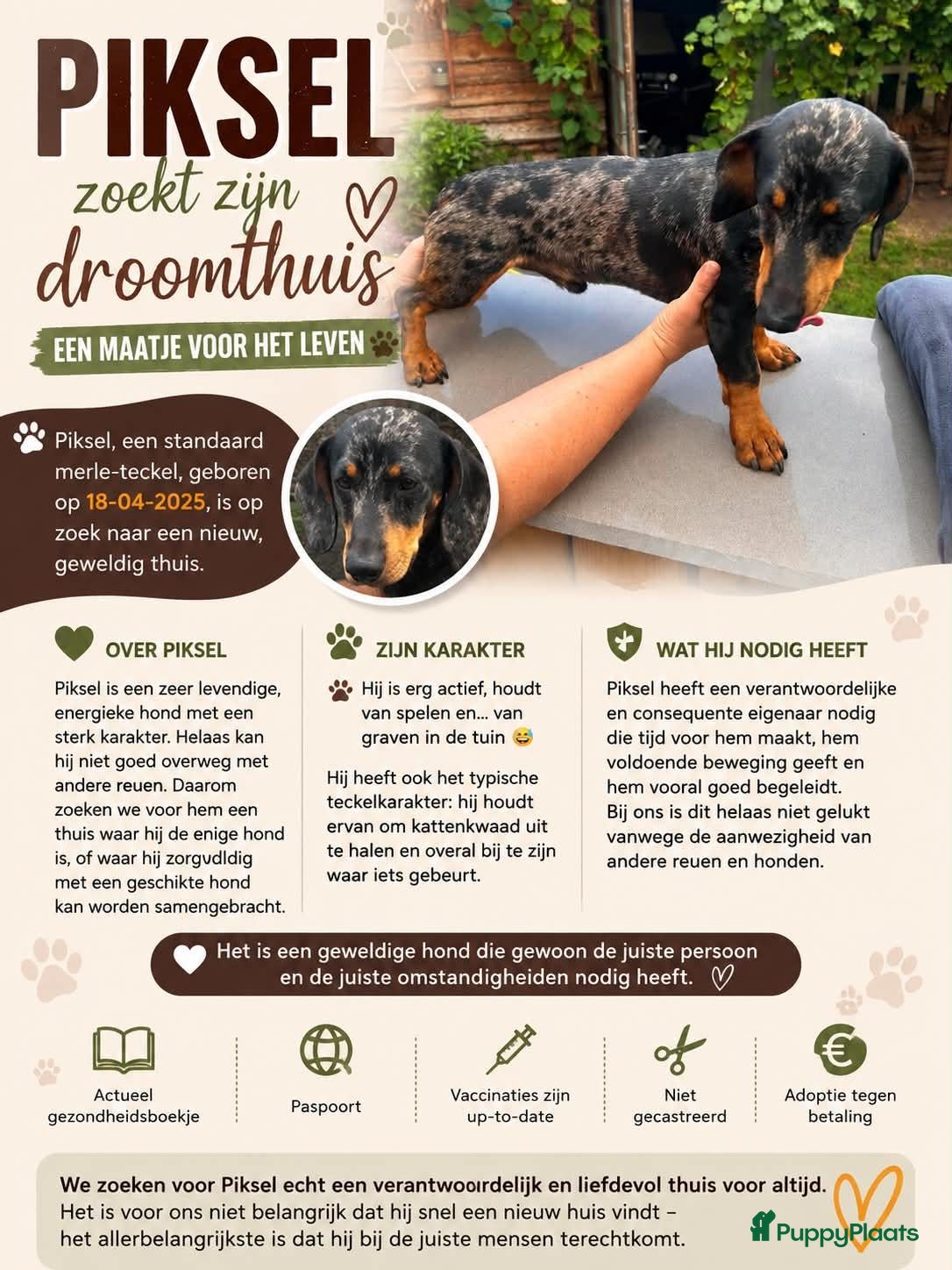 Teckel (korthaar)  honden Standaard Teckels  - Advertentie 9
