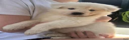 Zwitserse Witte Herdershond honden te koop: Zwitserse witte herder pups - Advertentie 3