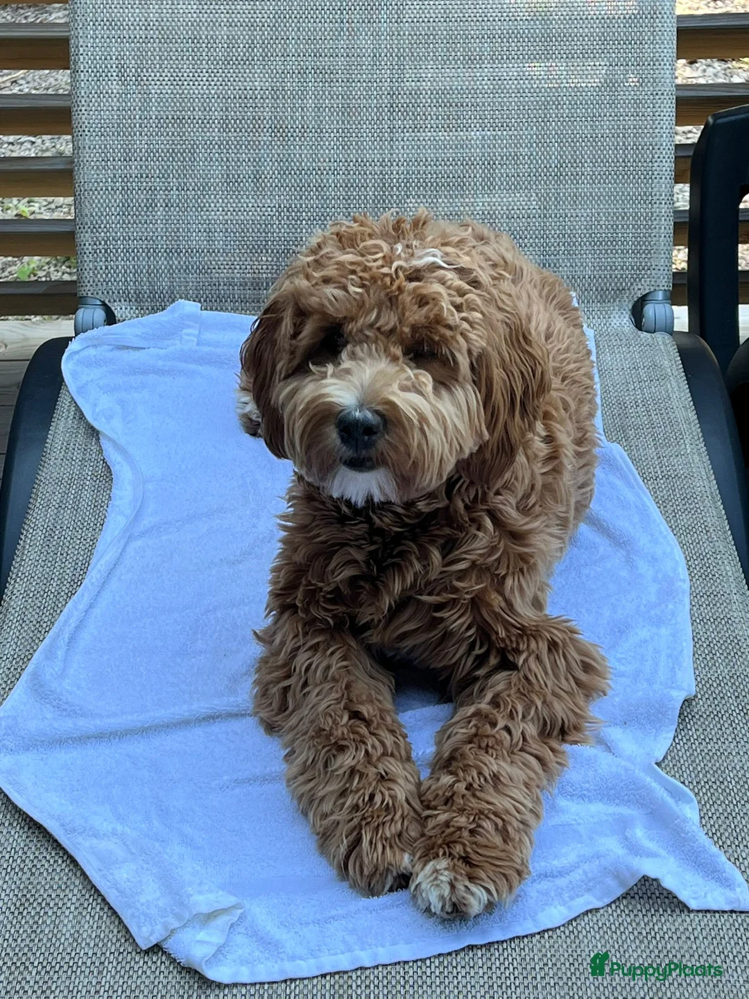 Australian Labradoodle honden te koop: Medium Cobberdog/Australian Labradoodle nestaank - Advertentie 19