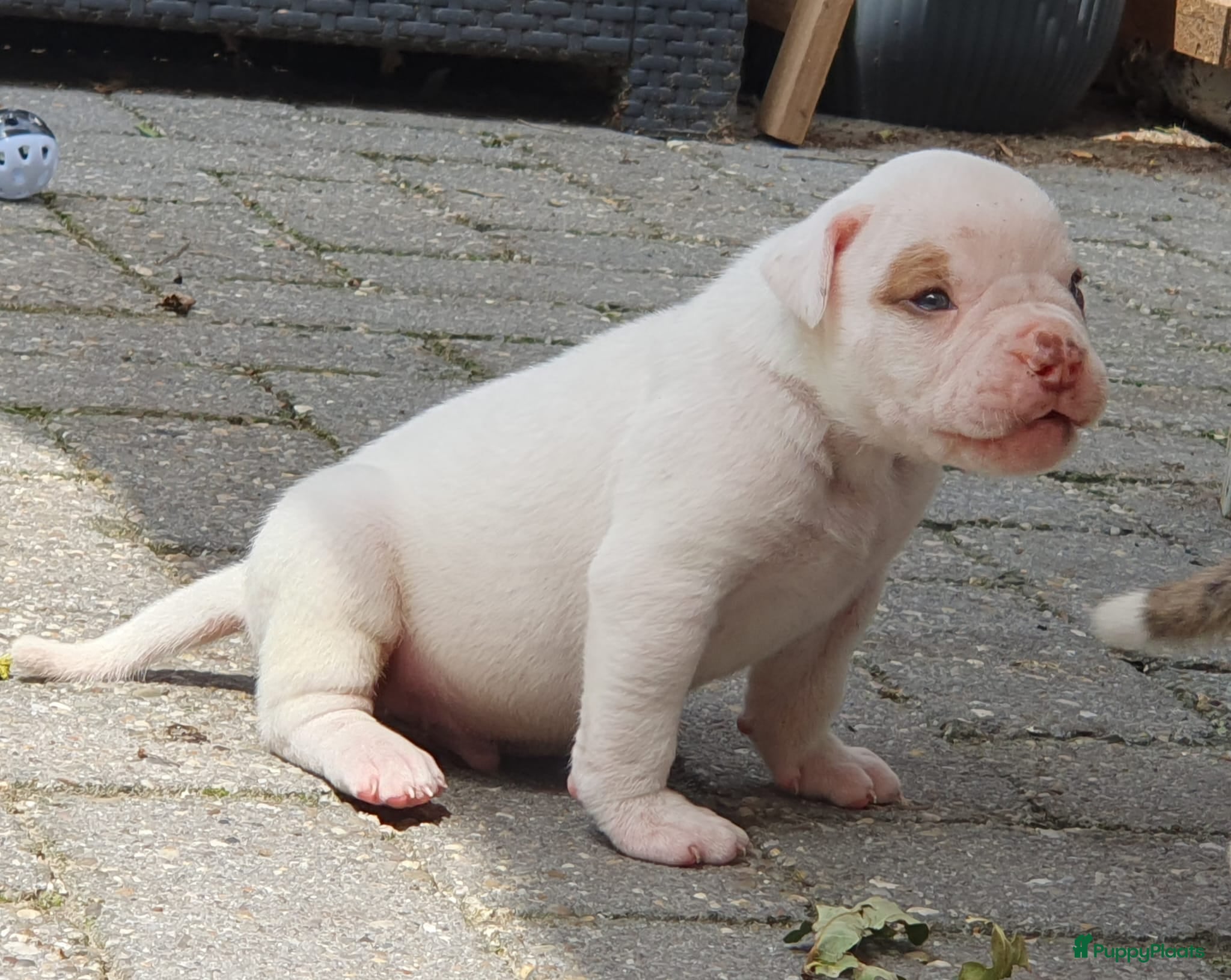 Amerikaanse Bulldog honden Prachtige Amerikaanse bulldog pups met stamboom - Advertentie 2