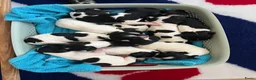 Friese Stabij honden te koop: Prachtige Friese Stabij pups in Rottevalle - Advertentie 6