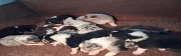 Australian Shepherd honden te koop: 🐾 Australian Shepherd pups, Super sociaal 🌸 - Advertentie 11