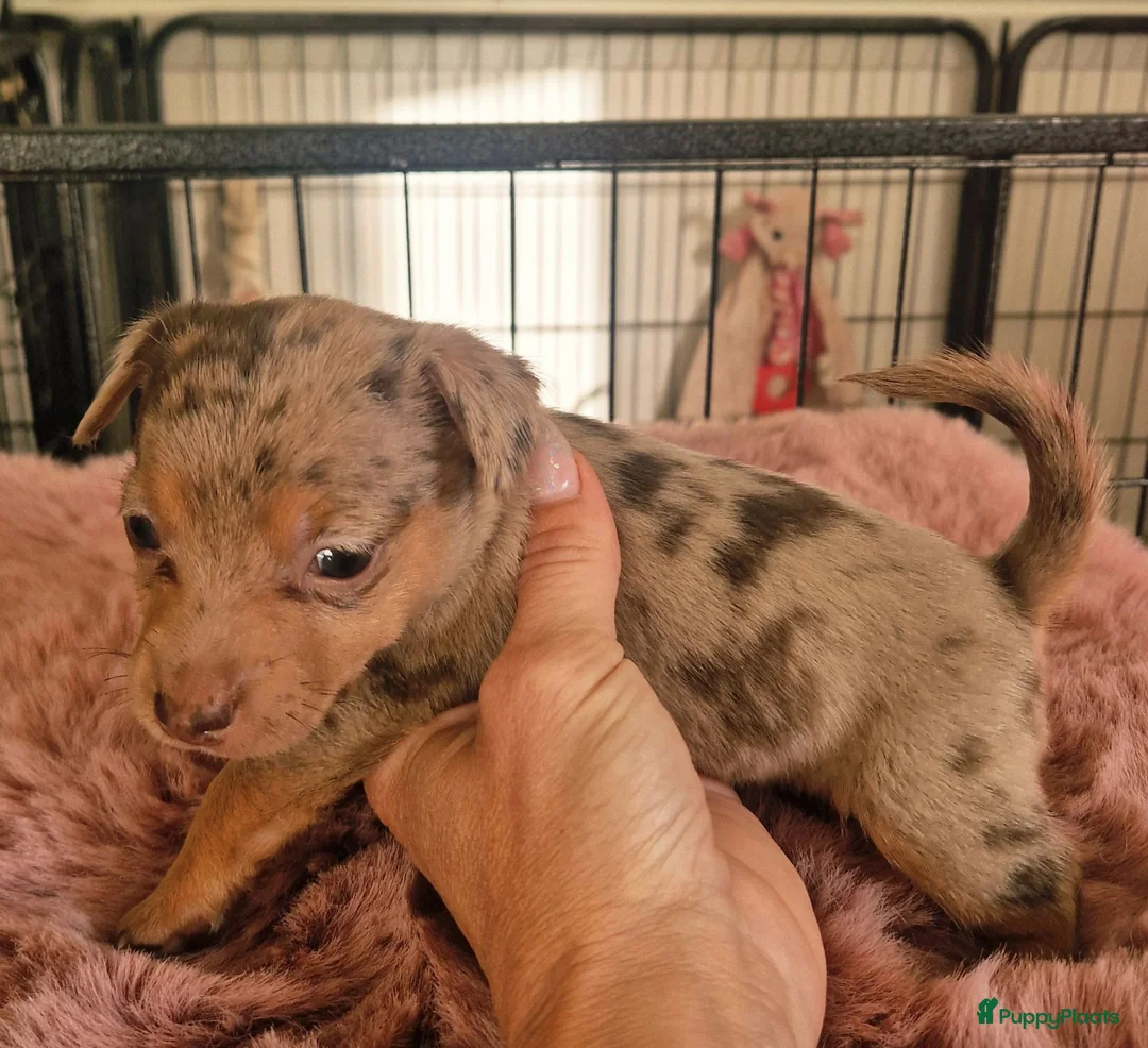 Jack Russel Terriër honden te koop: Mini merle jackrussels in Zwartewaal - Advertentie 40