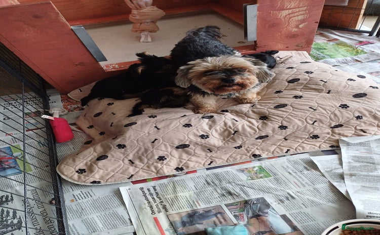 Yorkshire Terriër honden - Advertentie 1