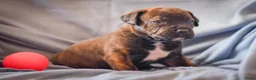 Kruising honden te koop: Nestje pups/ Rottweiler -X- Amerikaans Bulldog. - Advertentie 4