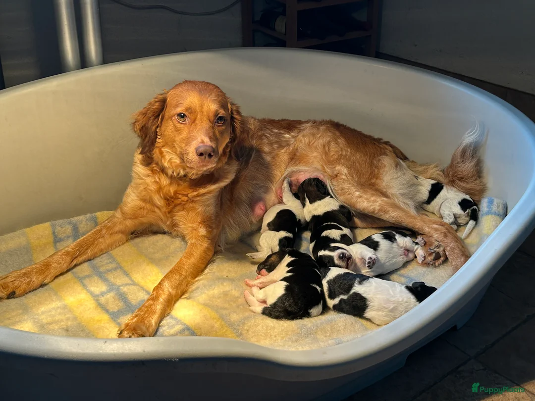 Friese Stabij honden te koop: 2 Friese stabij reutjes in Zoeterwoude - Advertentie 1