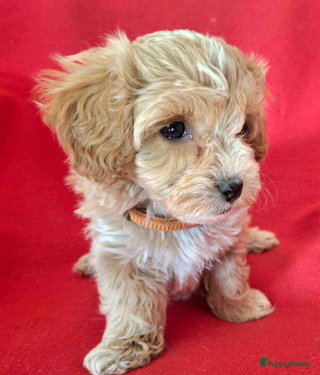 Maltipoo honden te koop: Leuke Maltipoo puppies - Advertentie 5