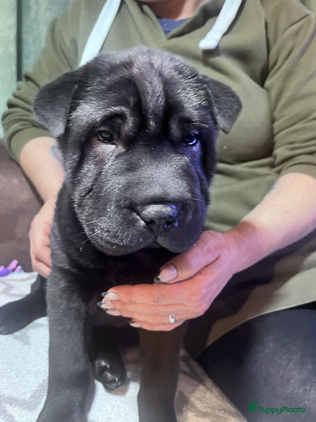 Shar Pei honden te koop: Sharpei - Advertentie 8