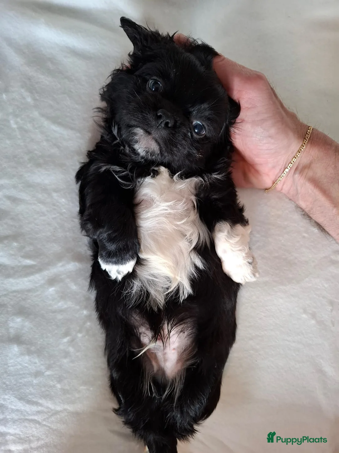 Kruising honden te koop: Mooi nestje boomerpups  - Advertentie 14