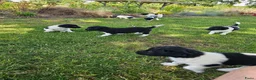 Friese Stabij honden te koop: mooie stabij pups in IJhorst - Advertentie 9